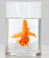 Flirtfisch